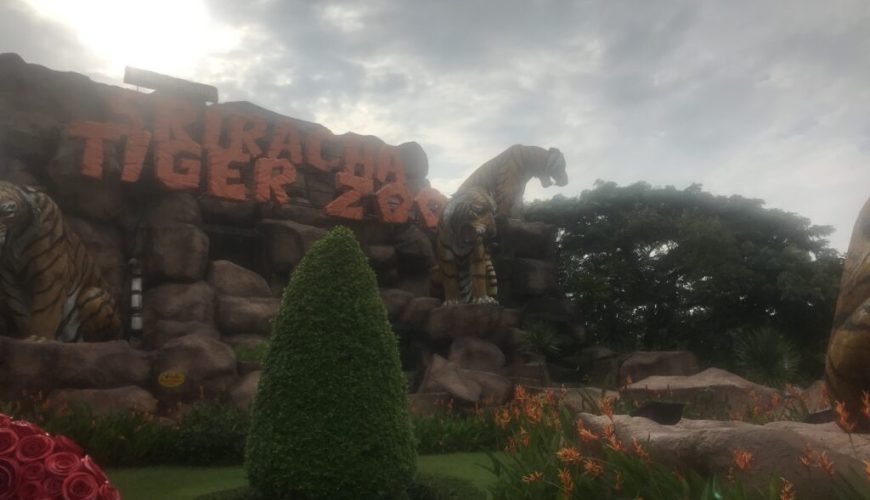 All About Sriracha Tiger Zoo, Pattaya